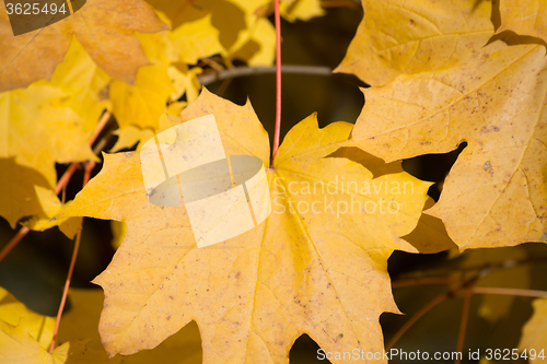 Image of Autumn Leaf