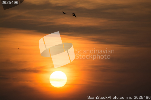 Image of Wild Geese in the Sunset