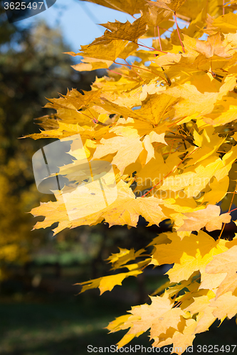 Image of Autumn Leaf