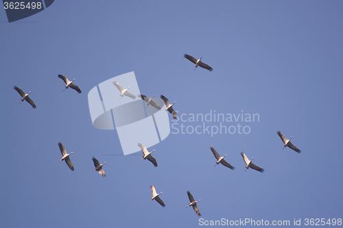 Image of Wild Geese