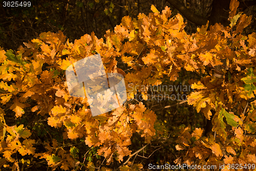 Image of Autumn Leaf