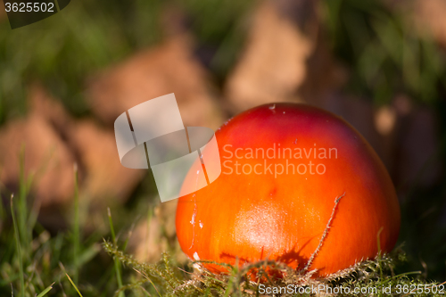 Image of Fly Agaric