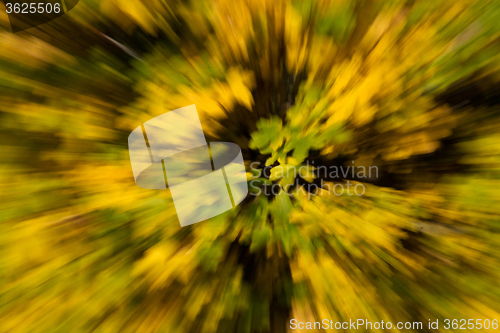 Image of Blurred Autumn Leaf