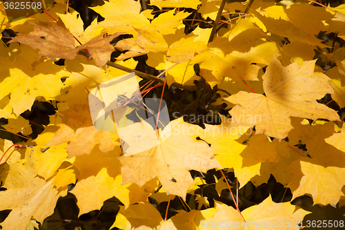 Image of Autumn Leaf