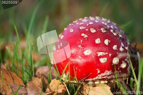 Image of Fly Agaric