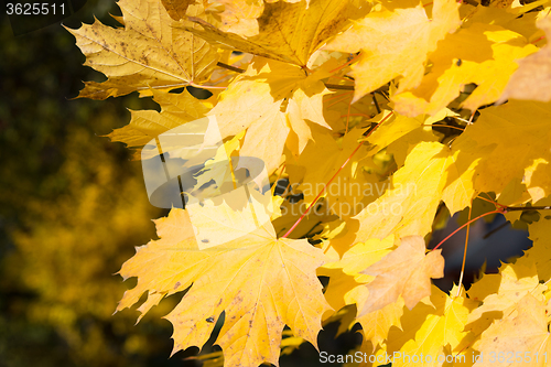 Image of Autumn Leaf