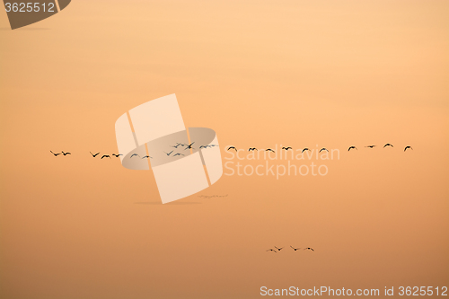 Image of Wild Geese in the Sunset