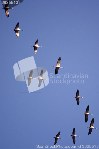 Image of Wild Geese