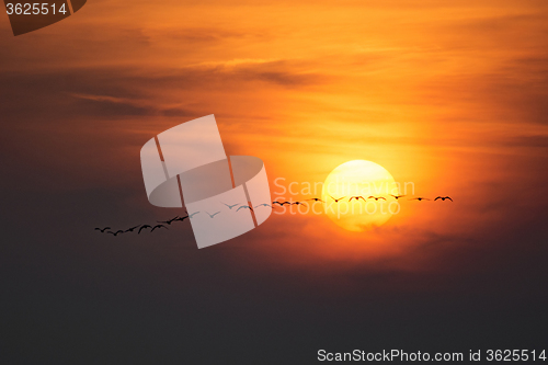 Image of Wild Geese in the Sunset