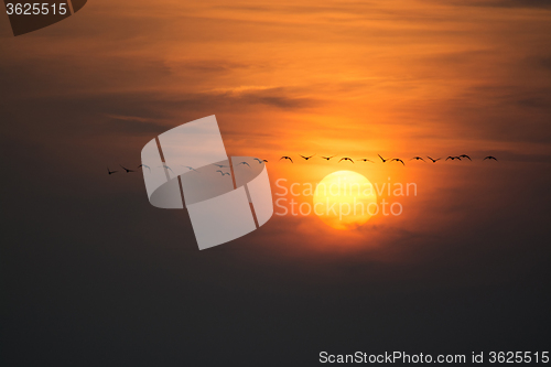 Image of Wild Geese in the Sunset