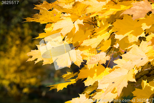 Image of Autumn Leaf