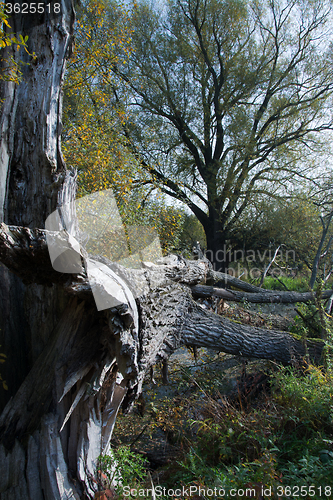 Image of Autumn Season