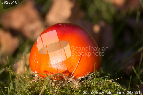 Image of Fly Agaric