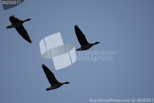 Image of Wild Geese