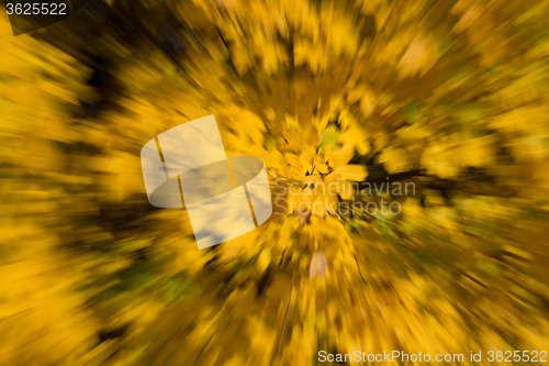 Image of Blurred Autumn Leaf