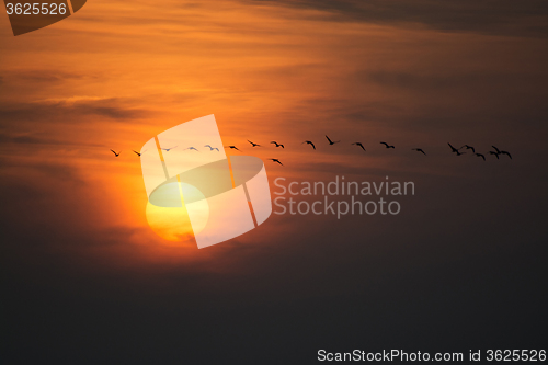 Image of Wild Geese in the Sunset