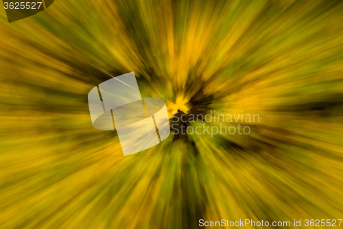 Image of Blurred Autumn Leaf