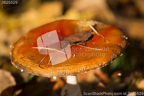 Image of Fly Agaric