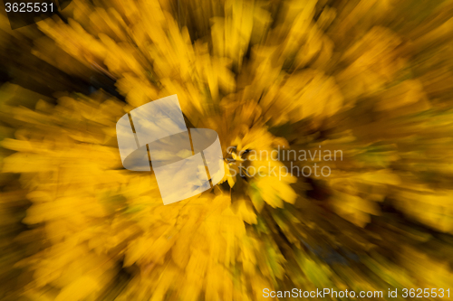 Image of Blurred Autumn Leaf