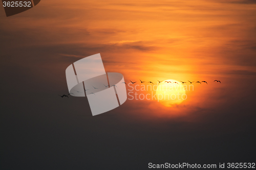 Image of Wild Geese in the Sunset