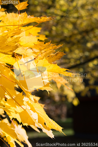 Image of Autumn Leaf