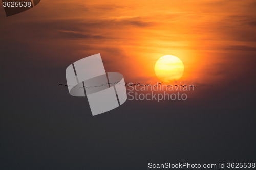 Image of Wild Geese in the Sunset