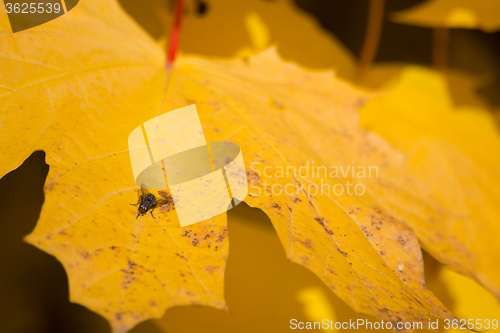 Image of Autumn Leaf