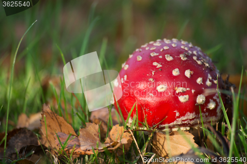 Image of Fly Agaric