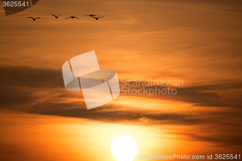 Image of Wild Geese in the Sunset