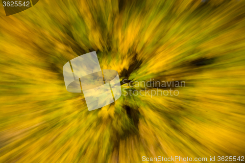 Image of Blurred Autumn Leaf