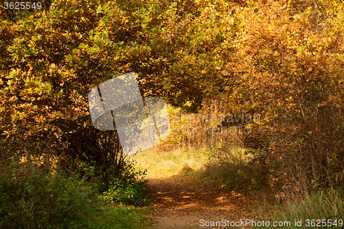 Image of Autumn Season