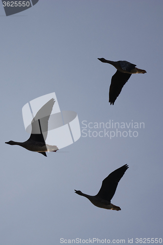 Image of Wild Geese