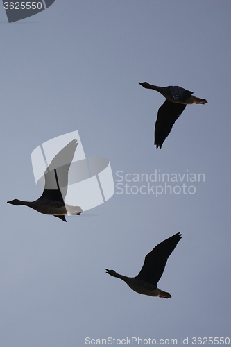 Image of Wild Geese