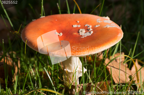 Image of Fly Agaric