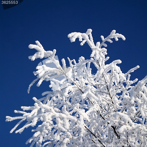 Image of snowy tree