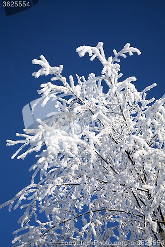 Image of snowy tree