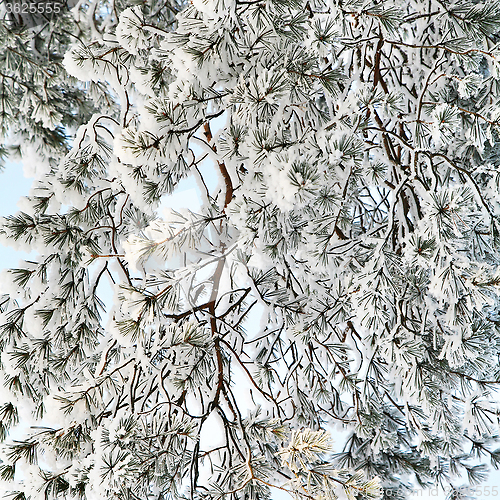 Image of snowy pine-tree