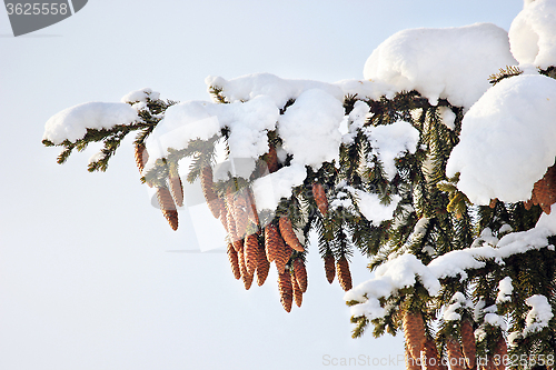 Image of fir tree, cones, snow, winter.