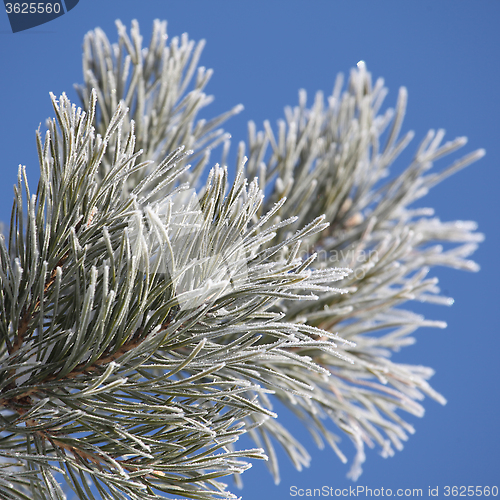 Image of snowy pine-tree