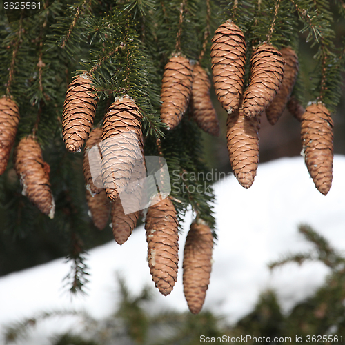 Image of fir tree, cones, snow, winter.