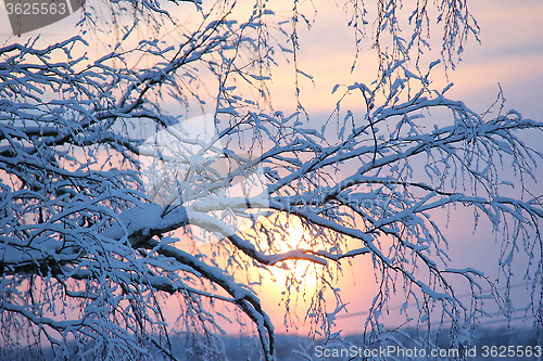 Image of snowy tree