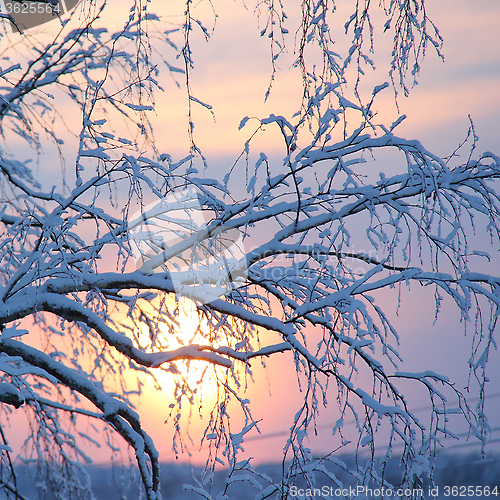 Image of snowy tree