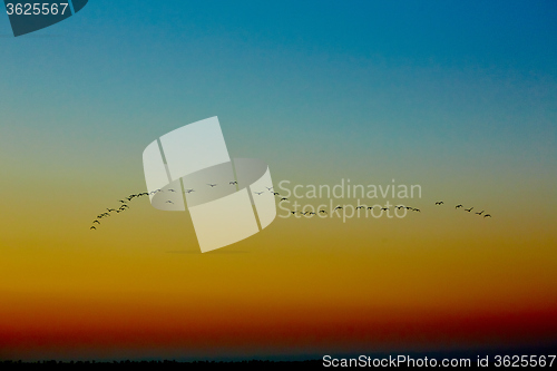 Image of silhouette flying birds