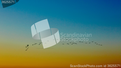 Image of silhouette flying birds