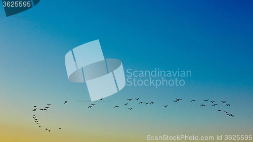 Image of silhouette flying birds