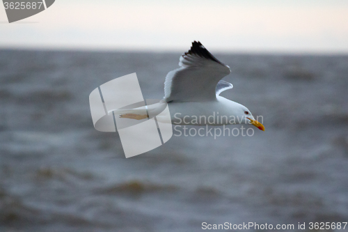 Image of Northern herring gull or lesser black-backed gulls (Larus heuglini) on the Pechora sea. Russian Arctic
