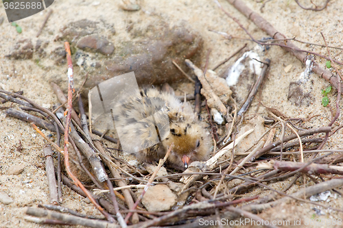 Image of Juv Arctic terns in the nest. Arctic desert