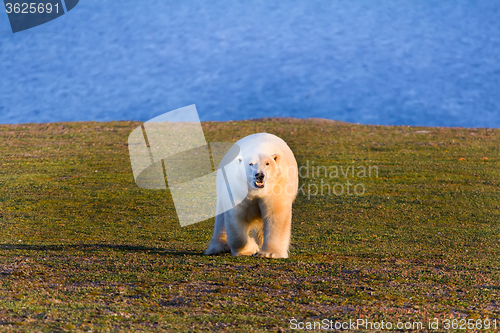 Image of unique picture: polar bear - sympagic species - on land in polar day period. Novaya Zemlya archipelago, South island