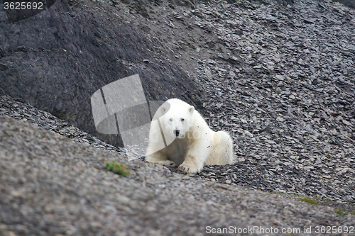 Image of Unexpected welcome polar bears with man and man with bear - Arctic!