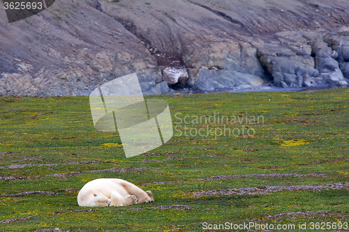 Image of owner of Arctic polar bear